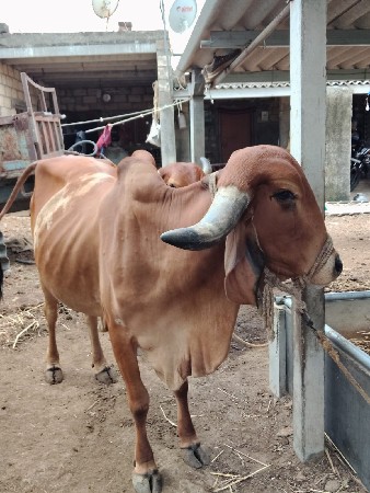 ગીર ગાય વેસવાની છે