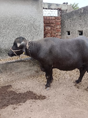 ભેંસ વેચવાની છે