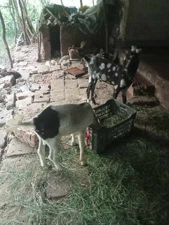 બે બકરા દેવાના છે