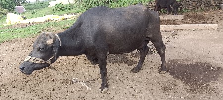 4વેતર