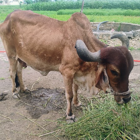 જય.   મુરલીધર