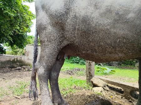 bhesh veshavani se