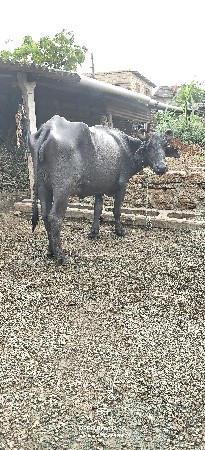 ભેંસ વેચવાની છે