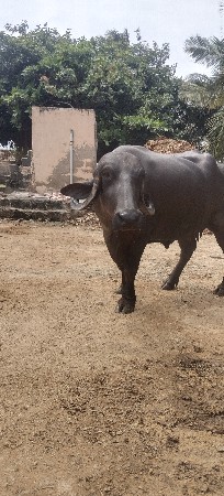 ભેસ વેચવાનીછે
