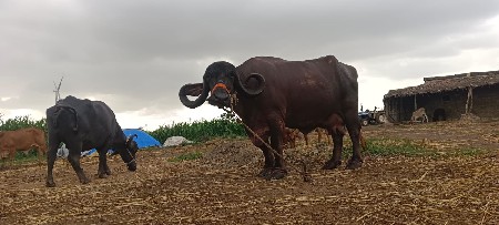 ભેંસ વેચવાની છે