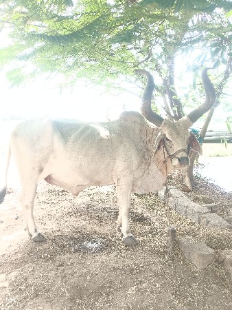 બળદ વેચવાના છે