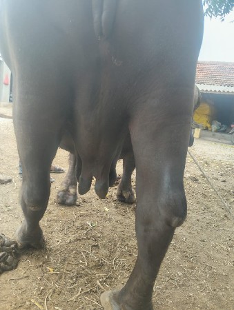 ભેંશ વેચવા નિ છે