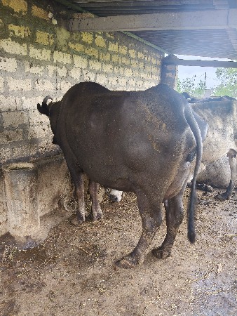 ભેંસ