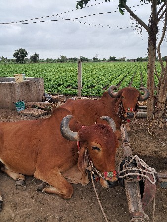 desi goriya baratha