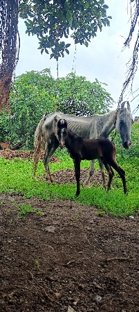 કાઠીયાવાડી રોજી વછેરો