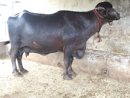 ભેસ વેચવાની છે
