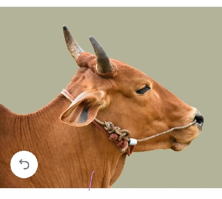 ગીર કોસ વાછરડી વેચવાની છે બે