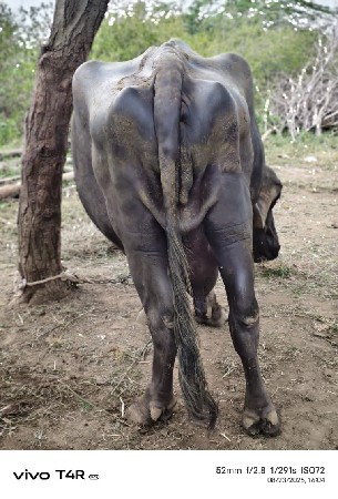 ભેસ
