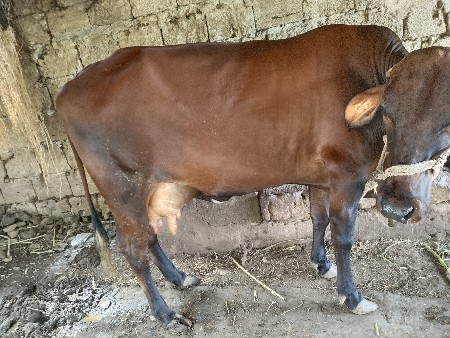 ગાય વેચવાની છે