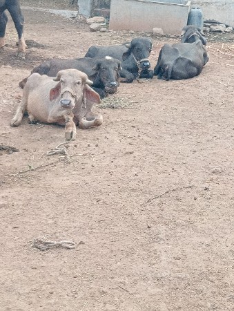પાડિયું વેચવાની છે