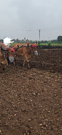 બળદ વેચવાના છે.3 ધરના છે.