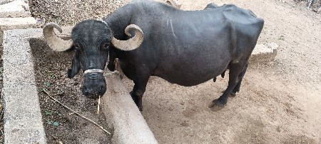 ભેંસ વેચવાની છે