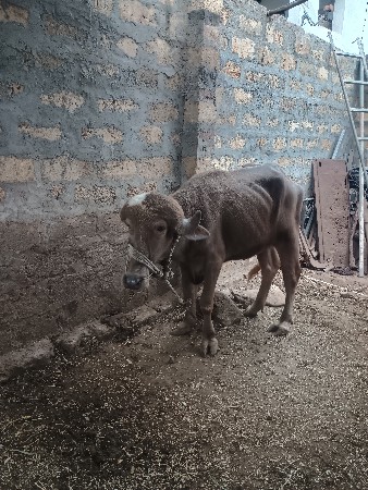 ખડેલી વેચવા ની છે.3વરસ ની છે.