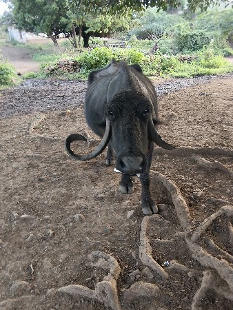 આવ આચરની ની જવાબદારી