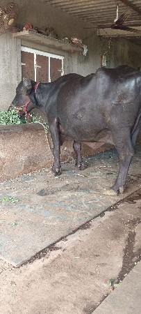ભેંસ વેચવાની છે