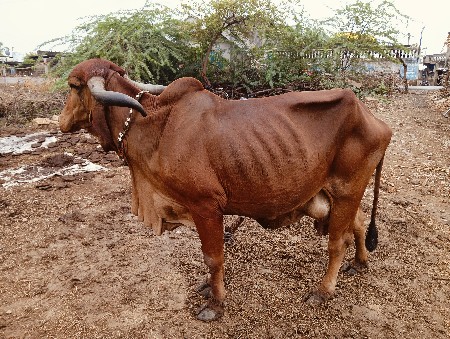 ગાય વેશવાની શે