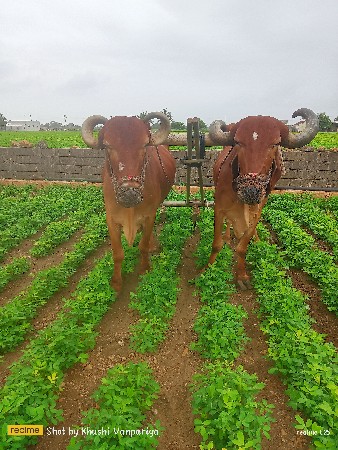 બડદ