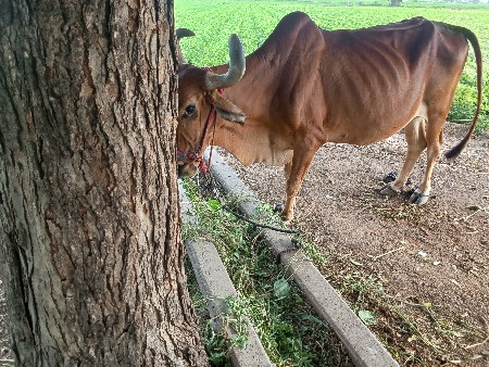 બળદ વેશવાના છે