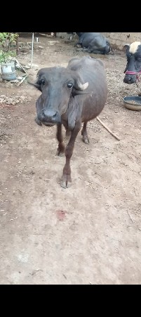 પાડી વેચવાની છે
