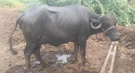ટોટલ જવાબદારીથી દેવાની છે