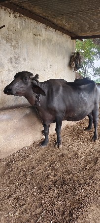 ભેંસ વેચવાની છે