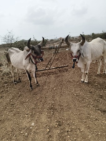 ગોધલા  કમલેશ ચાલુ