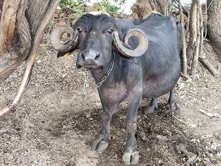 ભેંસ વેચવાની છે