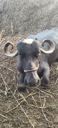ભેંસ વેસવાની છે