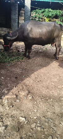 ભેંશ વેચવાની છે