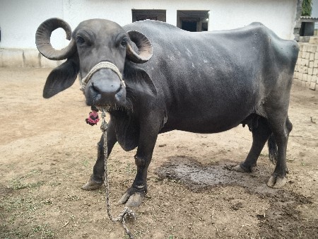 આ ભેંશ વેચવાની છે