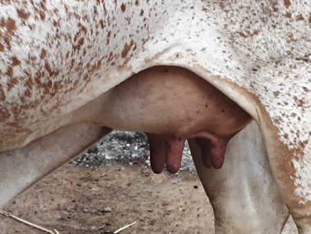 ગાય વેસવાની સે