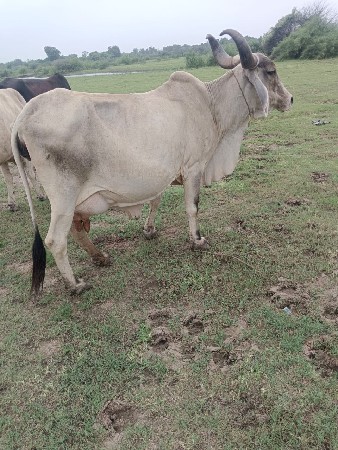 ગભાણ છે