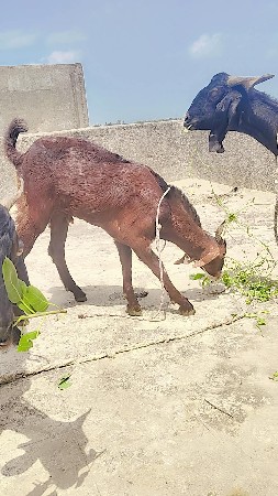 dasi bakra