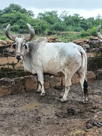 બળદ છે