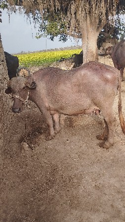 ભેંસ વેચવાની છે