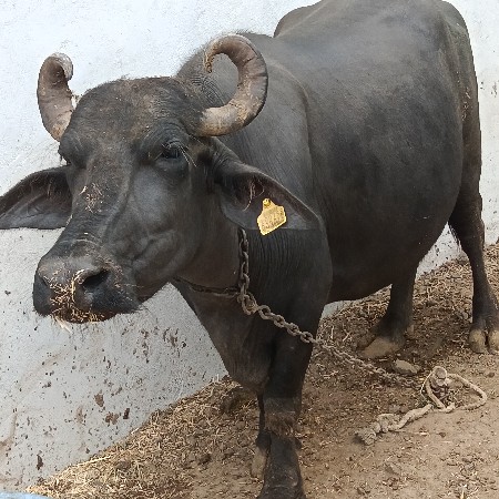 વેચવાની