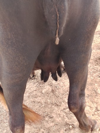 ભેંસ વેચવાની છે