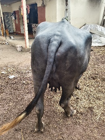 ભેંસ વેચવાની છે