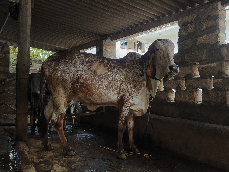 હોડકી વેસવાની સે