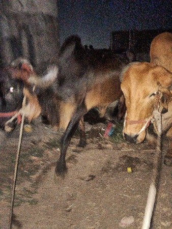 રીબડા રોડ ટસ જમીન છે