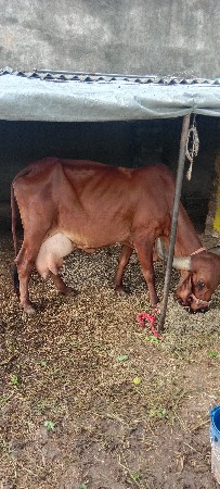 ગીર ગાય વેચવાની છે