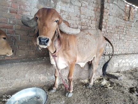 3 મહિના ગભાણ ગાય
