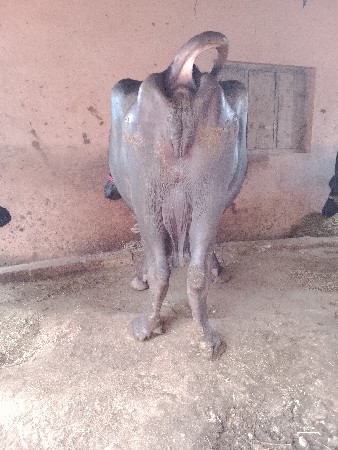 આ. ભેંસ વેચવાની છે