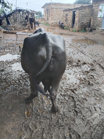 ભેંસ વેચવાની છે