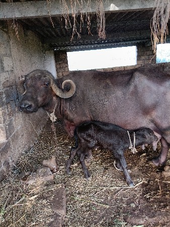ભેંસ વેચવાની છે